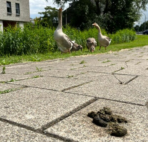 Ganzenplaag teistert Nederland: ‘Ze zijn echt agressief’