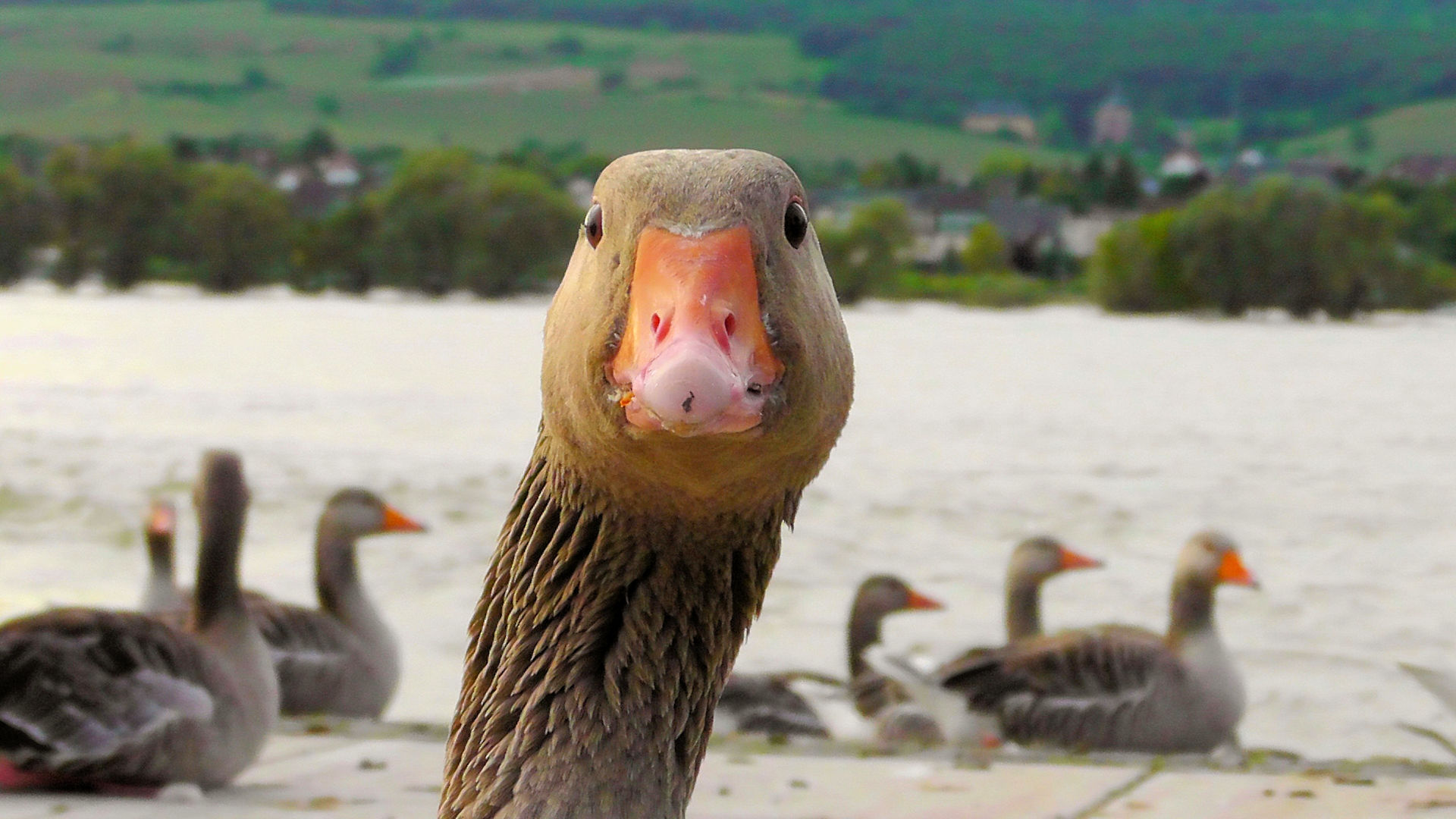 Niet meer geldig bladerdeeg Vuiligheid Werkwijze - Duurzaam Fauna Advies