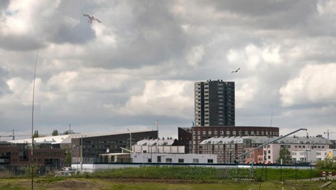 Havikvliegers tegen vogelnesten Sluisbuurt